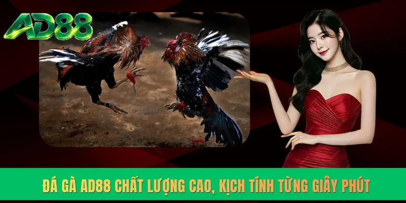 Đá gà AD88 chất lượng cao, kịch tính từng giây phút