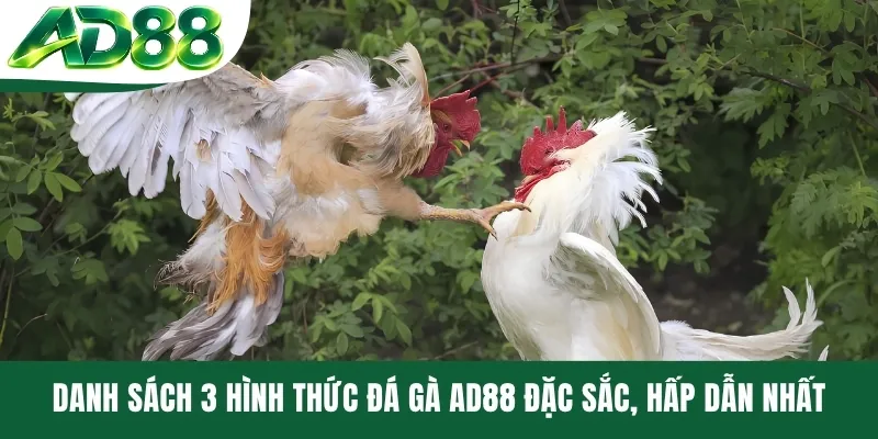 Danh sách 3 hình thức đá gà AD88 đặc sắc, hấp dẫn nhất
