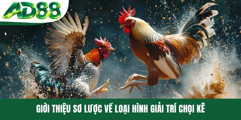 Giới thiệu sơ lược về loại hình giải trí chọi kê