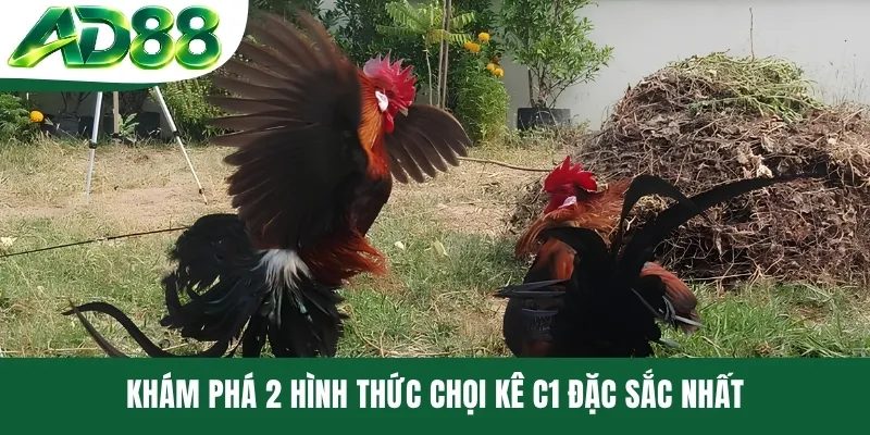 Khám phá 2 hình thức chọi kê C1 đặc sắc nhất
