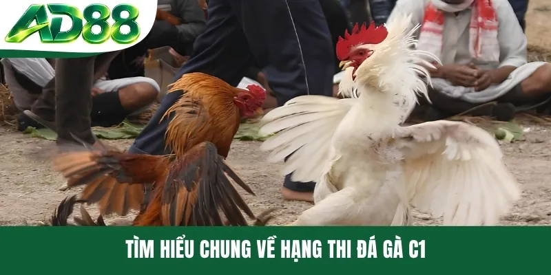 Tìm hiểu chung về hạng thi đá gà C1